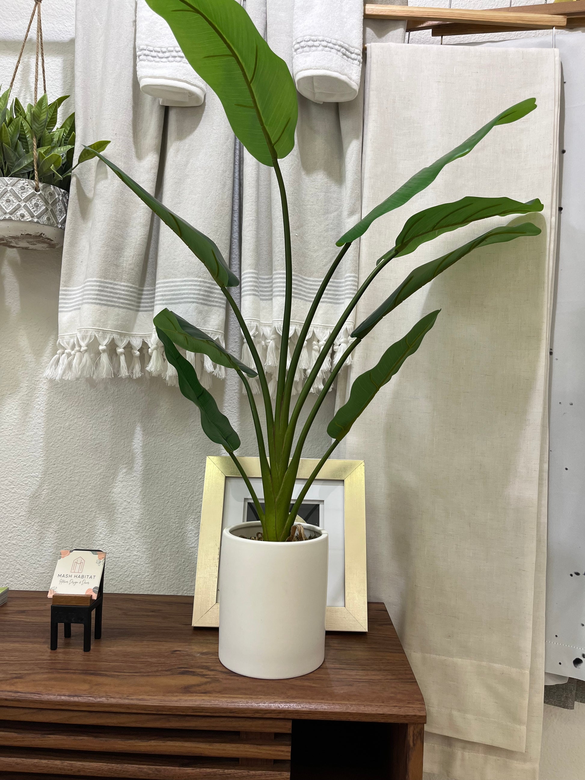 banana leaf looking indoor plant Banana Leaf Plant – MOOR Curated