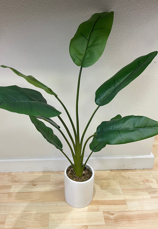 Banana Leaf Plant